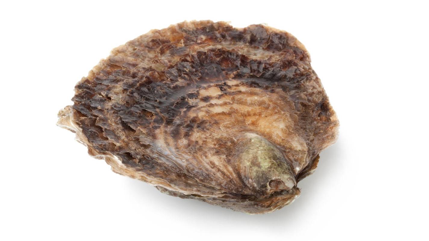 Zeeuwse platte oesters
